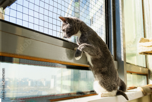 A curious little cat peeks out the window. Window with grille for safety. Protection