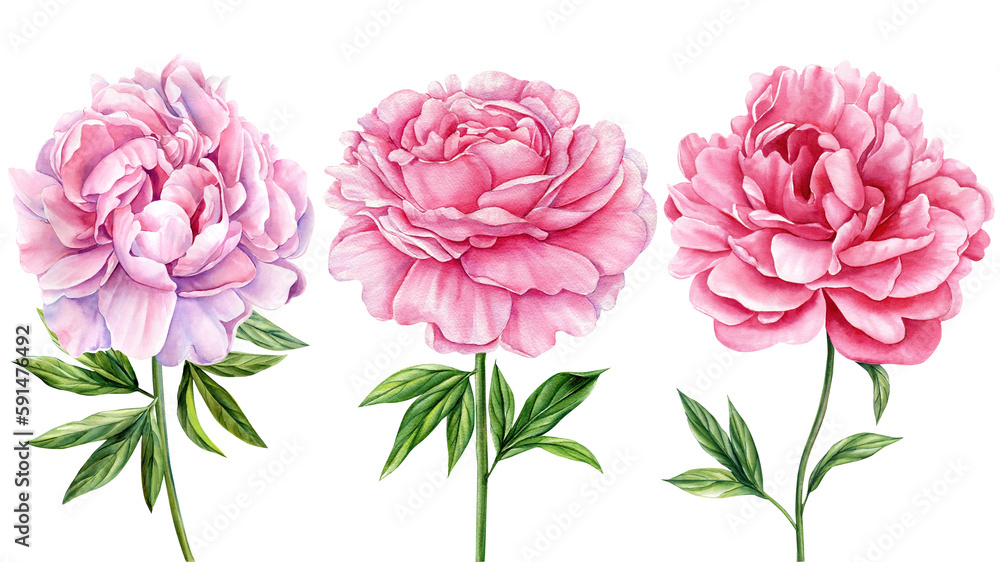 Pink peony. Set watercolor floral elements. Wedding flowers. Flower for poster, invitation, design and greeting card 