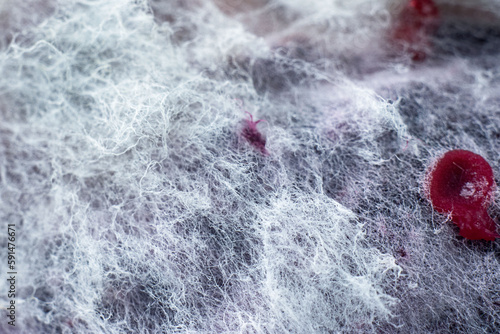 Slika na platnu Texture of mold and fungi, microbiology, abstract background