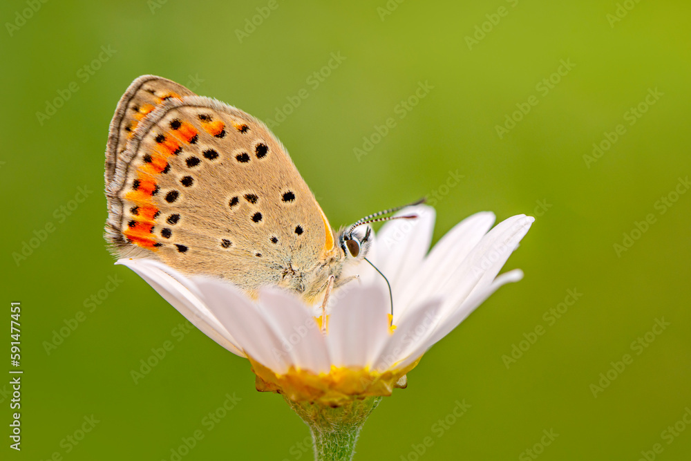 Obraz premium Macro shots, Beautiful nature scene. Closeup beautiful butterfly sitting on the flower in a summer garden.