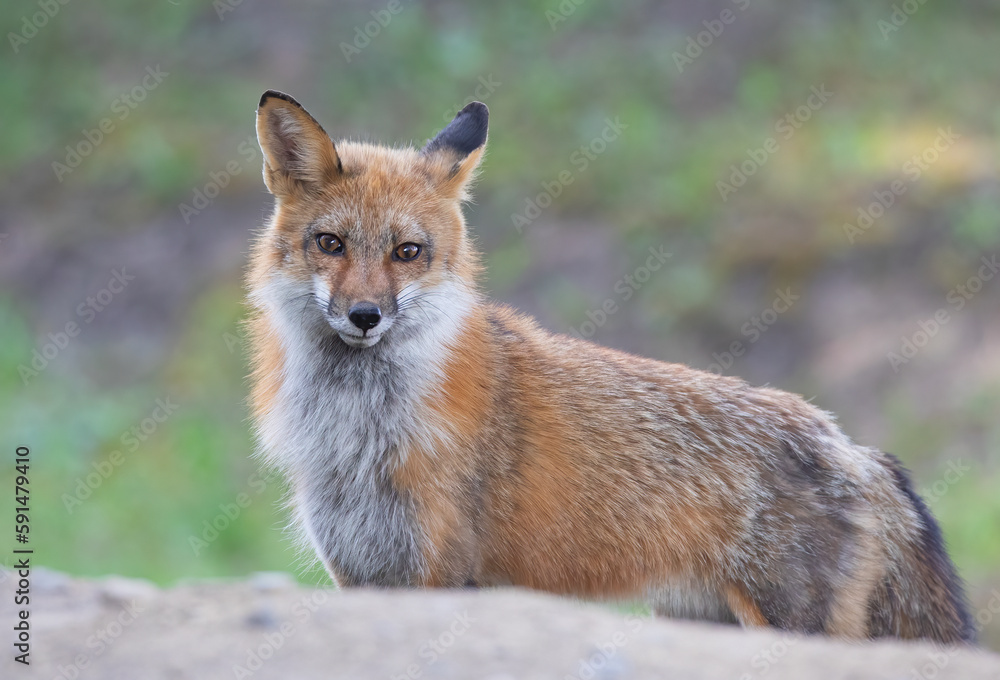 Red fox with a bushy tail walking to her den in a grassy field near Ottawa, Canada
