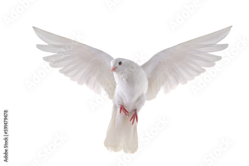 free flying white dove isolated transparent background