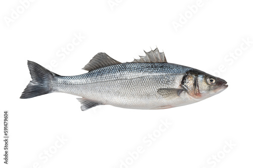 dicentrarchus labrax isolated on transparent background