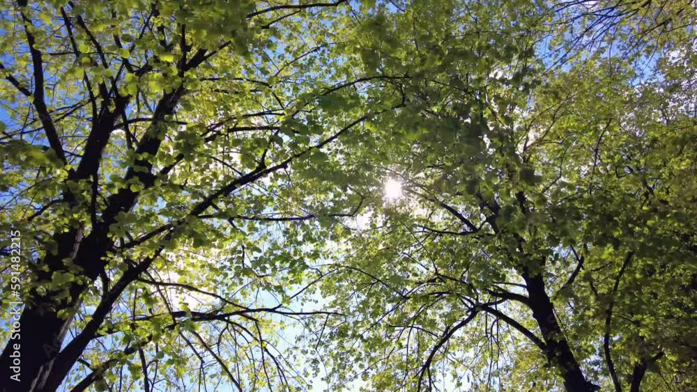 walking and hiking in nature passing through a tree-lined avenue - trees with growing leaves in a park with reflections of the sun and the arrival of spring - Milan Montagnetta di San Siro walking and hiking in nature passing through a tree-lined avenue - trees with growing leaves in a park with reflections of the sun and the arrival of spring - Milan Montagnetta di San Siro