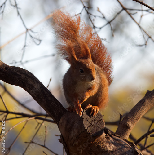 A red squirrel lit by the rising sun sitting on a branch and watching us.