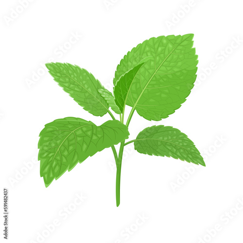 Melissa branch with green leaves isolated on white background. Vector cartoon illustration of  medicinal plant.