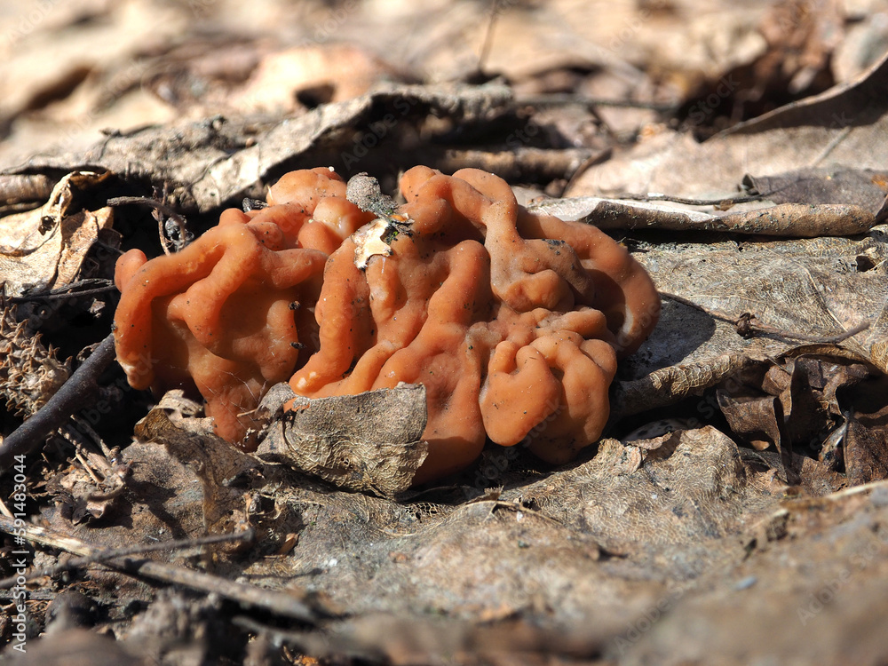 Edible mushrooms, the kingdom of wildlife. Stitch (Gyromitra), a natural product, a trophy of the