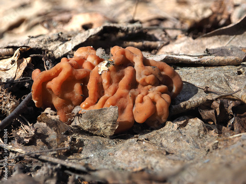 Edible mushrooms, the kingdom of wildlife. Stitch (Gyromitra), a natural product, a trophy of the 