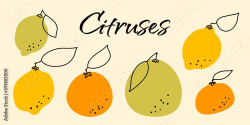 Set of vector citruses. Doodle illustration with lime, lemon, orange, tangerine, pomelo