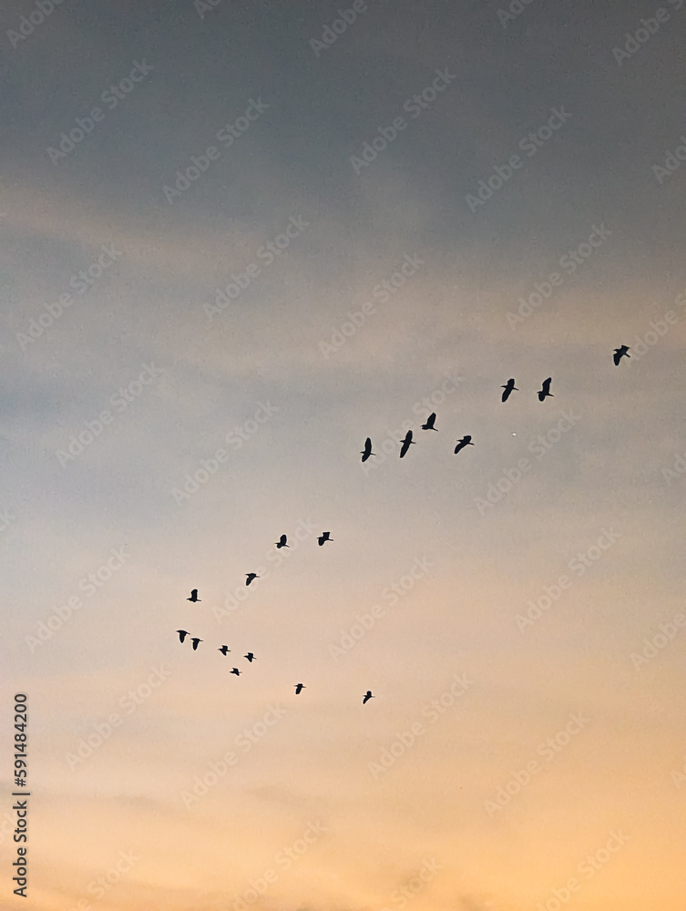 Obraz premium birds in the sky