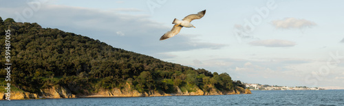 Gull flying above sea with coastline at background in Turkey, banner. photo
