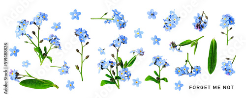 Forget me not flower. Beautiful blue small flowers and leaves set. PNG isolated with transparent background. Flat lay, top view. Without shadow.