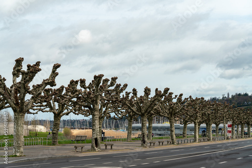 Offseason spring Platanus trees on the bank of the Geneva Lake, Switzerland. Green city concept. © Anastasia Yarchevska