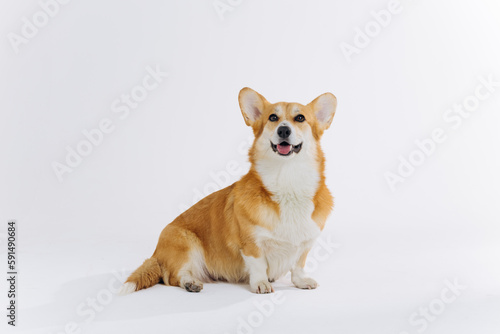 Adorable cute Welsh Corgi Pembroke sitting on white background and looking at side. Most popular breed of Dog © bondvit