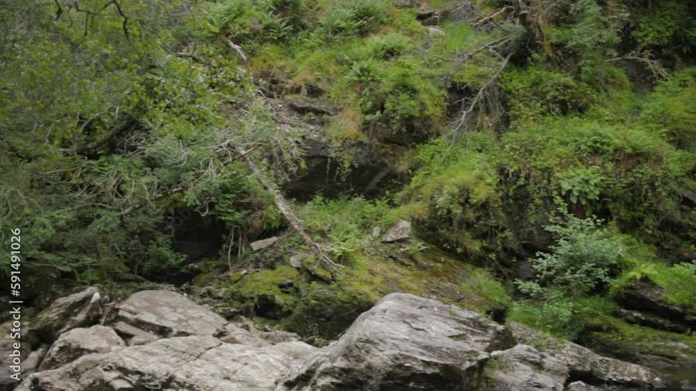 woodland riverside rocks and foliage pan right to left woodland riverside rocks and foliage pan right to left
