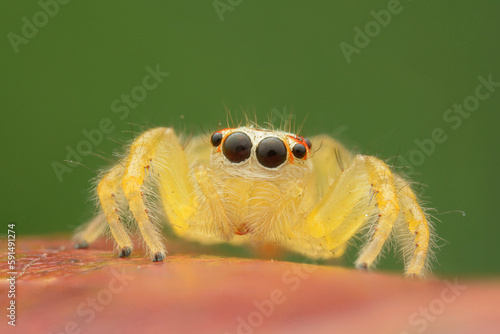 Macro jumping spider on dry leaf in garden