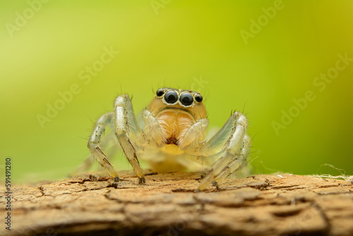 Macro jumping spider on dry leaf in garden photo