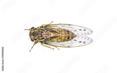 Green, grey and brown hieroglyphic cicada fly - Neocicada hieroglyphica - top dorsal view isolated on white background