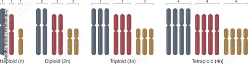 Haploid, diploid, triploid and tetraploid. photo
