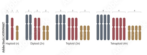 Haploid, diploid, triploid and tetraploid.