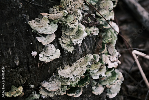 Fungus growing on a dead tree. Selective focus. Toned.