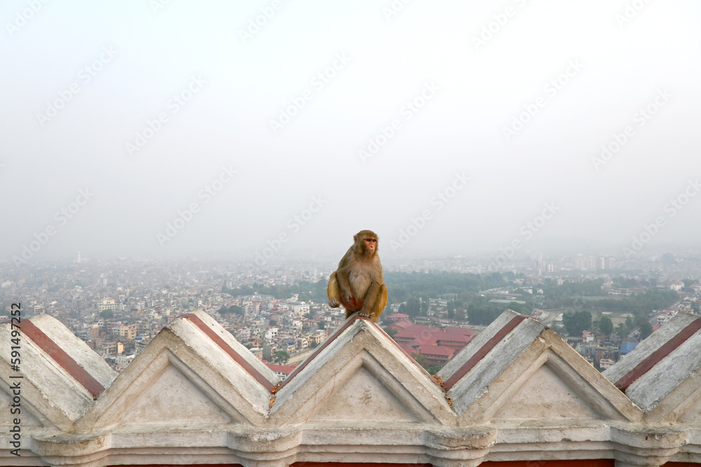 A lonely monkey sitting upon a roof overwatching the city of Kathmandu, in Nepal, Asia.