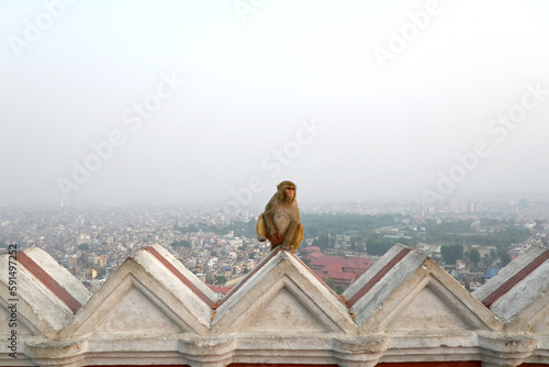 A lonely monkey sitting upon a roof overwatching the city of Kathmandu, in Nepal, Asia. photo