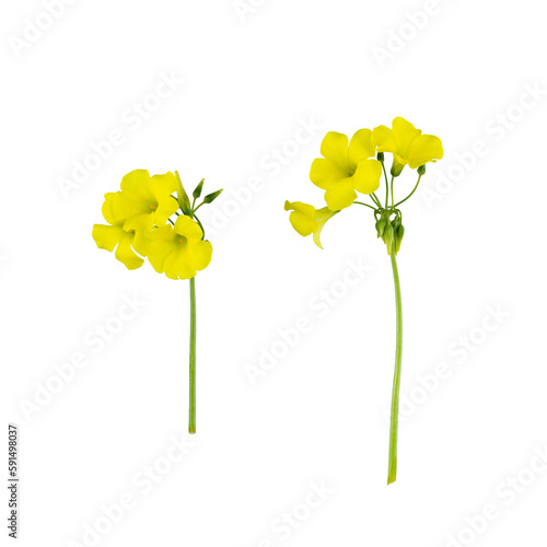 Stems of meadow field  buttercup yellow flowers isolated on white background with clipping path. Full Depth of field. Focus stacking. PNG photo