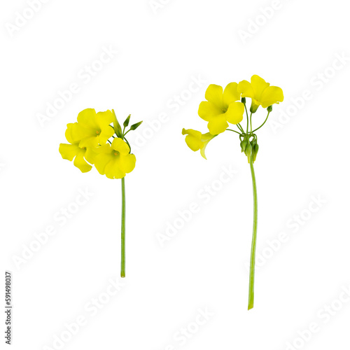 Foto Stems of meadow field  buttercup yellow flowers isolated on white background with clipping path