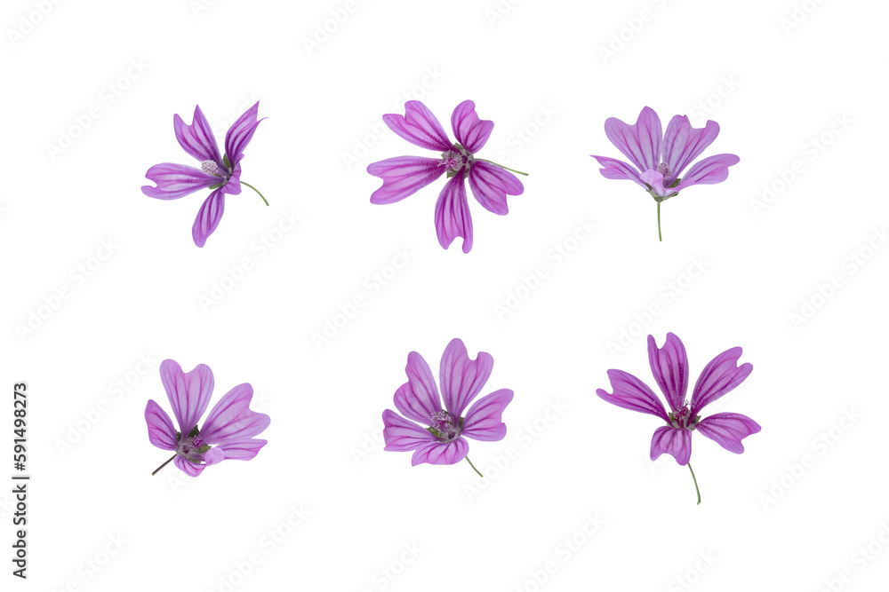 Stems of meadow grass with violet flowers isolated on white background with clipping path. Full Depth of field. Focus stacking. PNG Stems of meadow grass with violet flowers isolated on white background with clipping path. Full Depth of field. Focus stacking. PNG