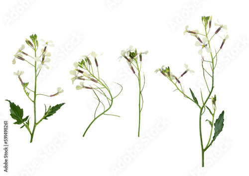 Stems of meadow grass with white flowers isolated on white background with clipping path. Full Depth of field. Focus stacking. PNG