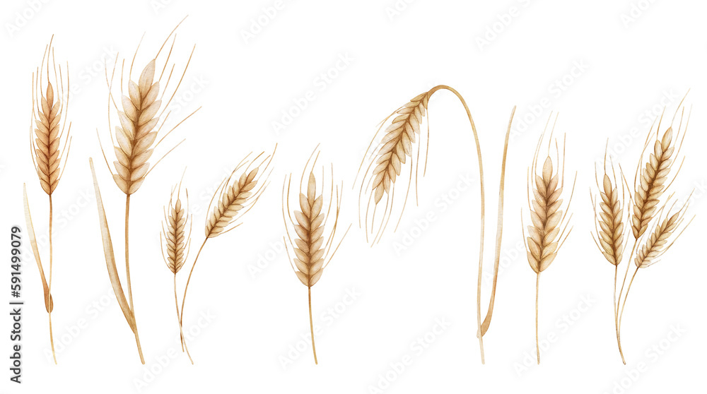 Set of the spikelet of wheat. Digital watercolor illustration. Symbol of bread. Set of the spikelet of wheat. Digital watercolor illustration. Symbol of bread.