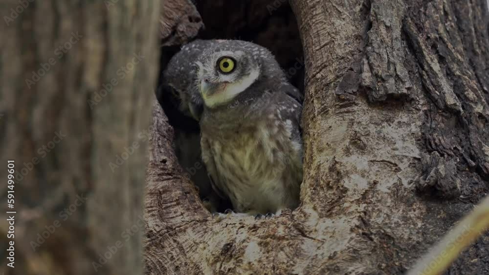 great horned owl. great spotted woodpecker. great horned owl. great spotted woodpecker.