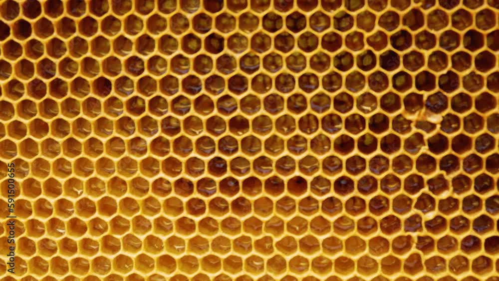 Waxy yellow honeycombs in which liquid honey is visible. Shape and texture of beeswax hexagonal honeycombs. Regular hexagon background, natural natural texture Waxy yellow honeycombs in which liquid honey is visible. Shape and texture of beeswax hexagonal honeycombs. Regular hexagon background, natural natural texture