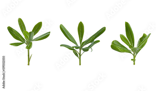 Set of tree leaf isolated on white background. Full Depth of field. Focus stacking 