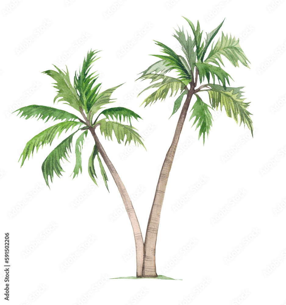 Watercolor palm trees on a white background. Illustration Tropical, African exotic plants. Vintage coconut trees. Floral tropical jungle. Watercolor palm trees on a white background. Illustration Tropical, African exotic plants. Vintage coconut trees. Floral tropical jungle.