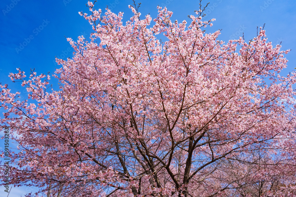 長湯温泉の大漁桜 長湯温泉の大漁桜