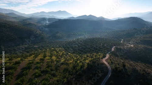 4k Aerial drone view of Olive tree fiel for the production of olive oil, Andalusia, south Spain.