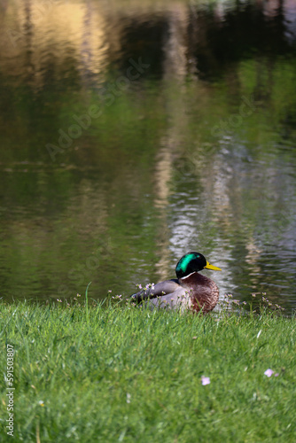 Duck resting in the grass with water in the background 