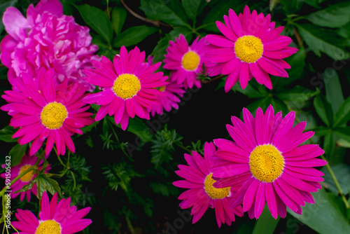 Quadro su tela beautiful pink flower pyretrum roseum robinson rose