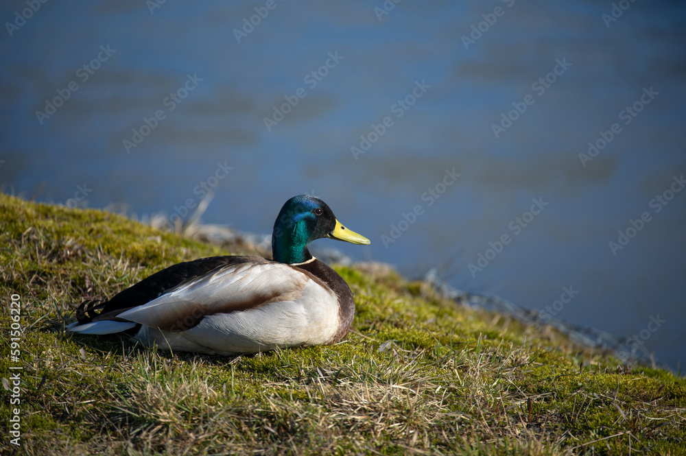 Male Mallard duck on the bank of pond Male Mallard duck on the bank of pond