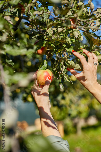 Woman hand picking a red ripe apple from tree