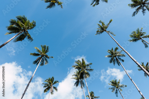 Tall tropical palm trees under blue sky photo