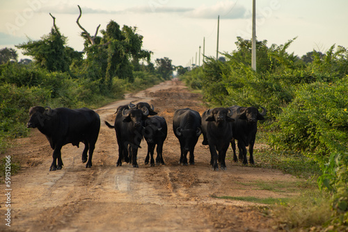 Búfalos Pantanal  photo