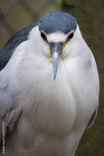 White bird with blue cap on head © Allen Penton
