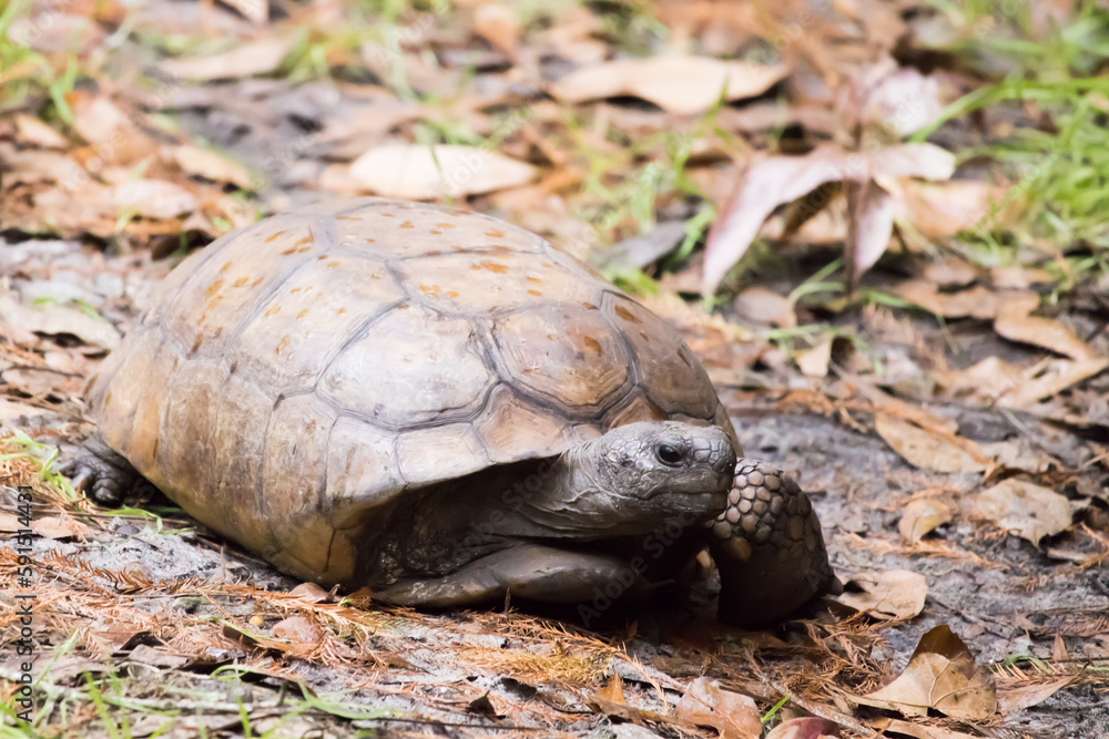 Turtle with three legs scooting on the ground Turtle with three legs scooting on the ground