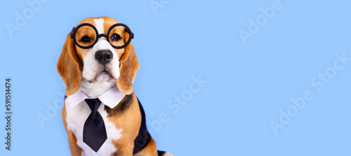 A beagle dog with round glass and a tie on a blue isolated background. The concept of education, back to school. Banner. © Viktoriya