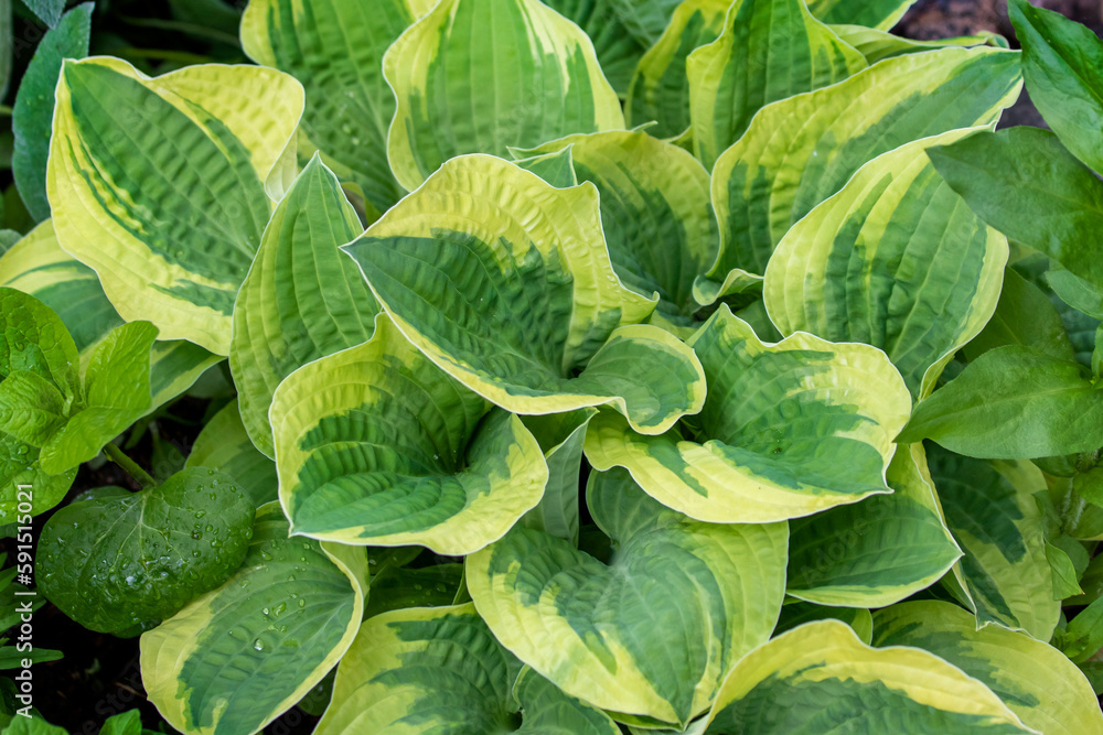 Fototapeta premium close up of a plant