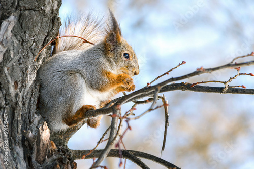 Squirrel sits on a tree and gnaws on nuts