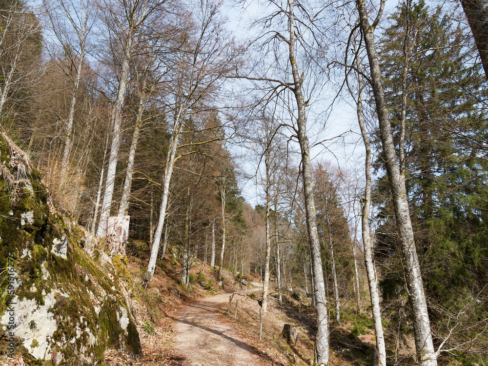 Fototapeta premium Rund um den Nonnenmattweiher. Durrsbergweg zwischen Fichten und grüne Weiden führt zum oberer Rosswaldweg und Kreuzweg